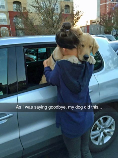 everything dogs 🐶 tweet media
