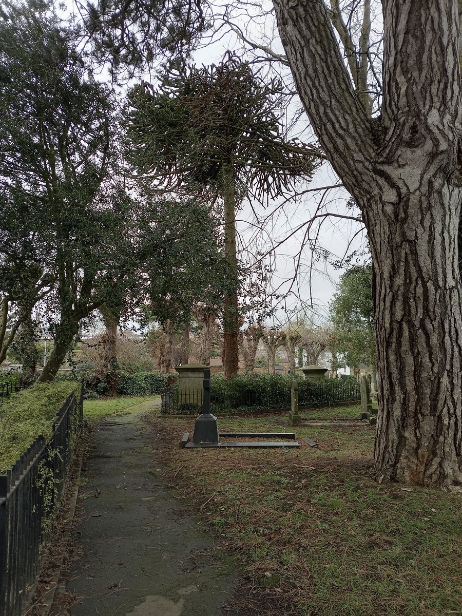 phil0073's tweet photo. In #LondonRdCemeteryWellingborough , towards the reburials (I think)from #CheeseLaneChapelWellingborough & #WestEndChapelWellingborough & Bertha's #MonkeyPuzzle. In February. #PhilOnaBike #MonumentMonday #treepeople #FootpathFriday https://t.co/hQl4Y6xE6i