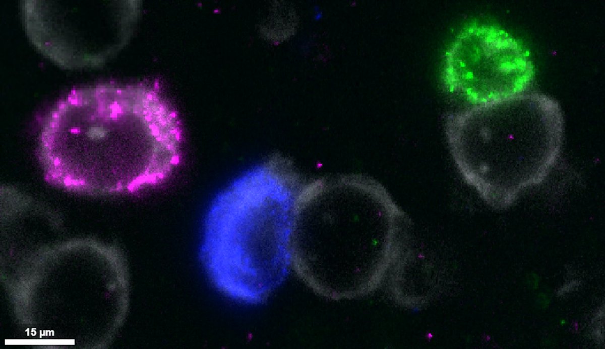 Matt James Davis tweet media