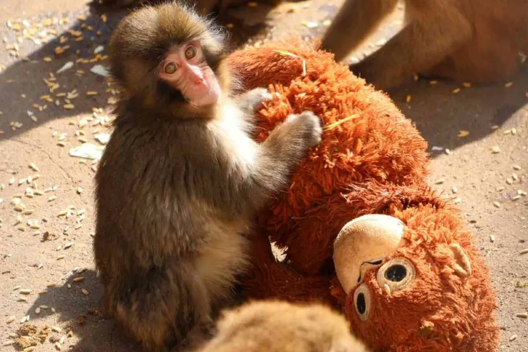 elmitoteromx's tweet photo. 🐒 Punch, el mono bebé que conmovió al mundo con su peluche

La historia de Punch, un mono bebé del Zoológico de Ichikawa, se volvió viral luego de que se difundieran imágenes donde aparece abrazando un peluche de orangután tras haber sido rechazado por su madre al nacer, en julio de 2025. Ante la situación, veterinarios y cuidadores intervinieron para garantizar su supervivencia y le proporcionaron un muñeco suave como apoyo emocional.

Especialistas explicaron que en primates jóvenes separados de sus madres, los objetos suaves pueden ayudar a reducir el estrés y brindar sensación de seguridad. Punch desarrolló un fuerte apego a su peluche y lo llevaba consigo incluso cuando fue reintroducido con otros monos, lo que inicialmente dificultó su integración al grupo, ya que algunos lo rechazaban por su comportamiento distinto.

Con el paso del tiempo, la situación mejoró. Punch fue aceptado por otro mono que comenzó a acicalarlo —conducta clave para fortalecer vínculos sociales en primates— y poco a poco logró integrarse a la manada. Visitantes del zoológico han señalado que ahora convive con normalidad y comienza a desprenderse tanto del peluche como de la dependencia hacia sus cuidadores, marcando una evolución positiva en su adaptación.
