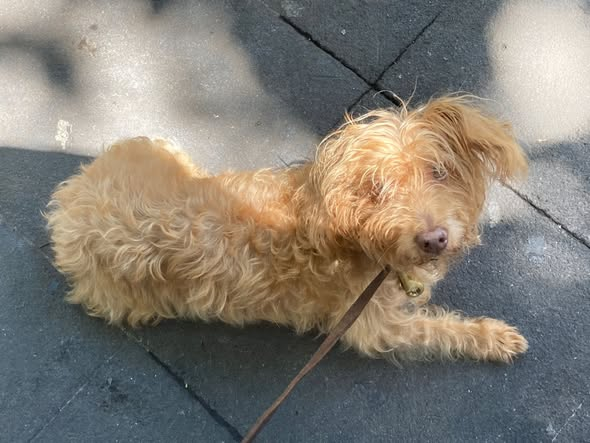 HCaninoCuerna's tweet photo. En memoria de nuestra querida Güera❤️❤️
Hoy despedimos con mucho cariño y respeto a nuestra querida amiga Güera
Gracias por tantos años de brindarnos tu amor y enseñarnos tu fortaleza.
Tu familia de Hotel Canino siempre te recordara con mucho cariño. https://t.co/SoXYt8mwm8