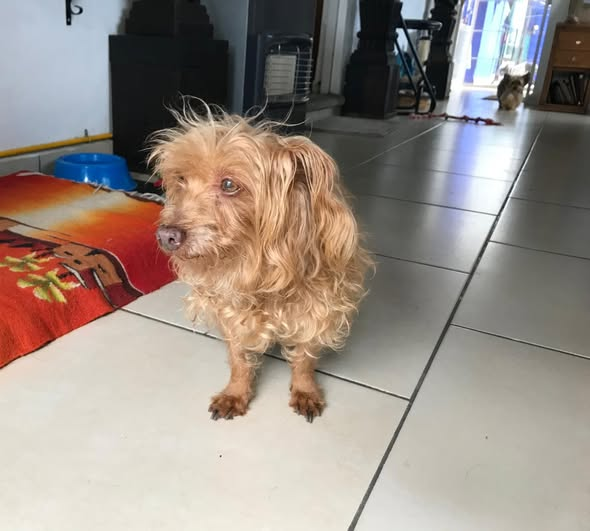 HCaninoCuerna's tweet photo. En memoria de nuestra querida Güera❤️❤️
Hoy despedimos con mucho cariño y respeto a nuestra querida amiga Güera
Gracias por tantos años de brindarnos tu amor y enseñarnos tu fortaleza.
Tu familia de Hotel Canino siempre te recordara con mucho cariño. https://t.co/SoXYt8mwm8