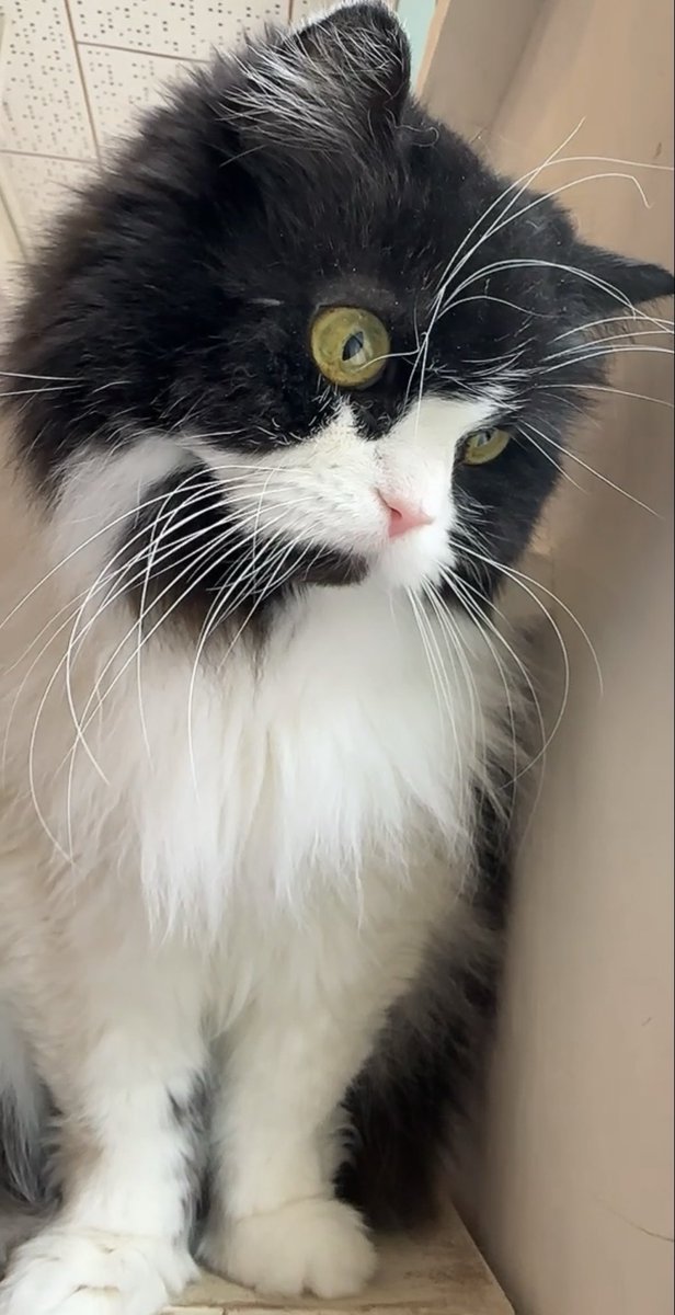 瑞希*@NO.CAT🐱/NO.LIFE🐻🎩 (@Cat_5607ch) / Posts / X