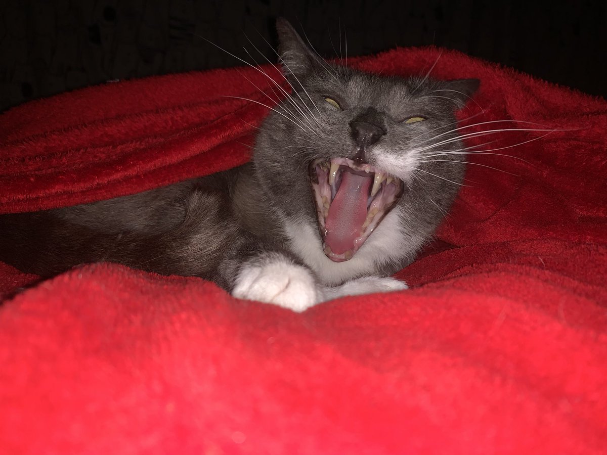Neko tweet media