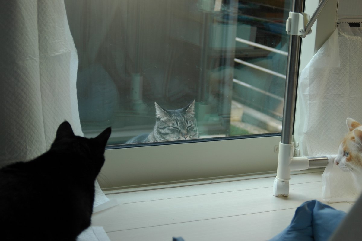 ふーちゃん＠猫オデ (@fu5danmemo) / Posts / X