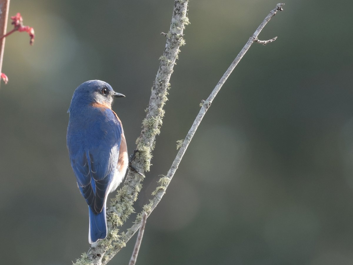Bonsai Guy (@kippernifficent) on Twitter photo 