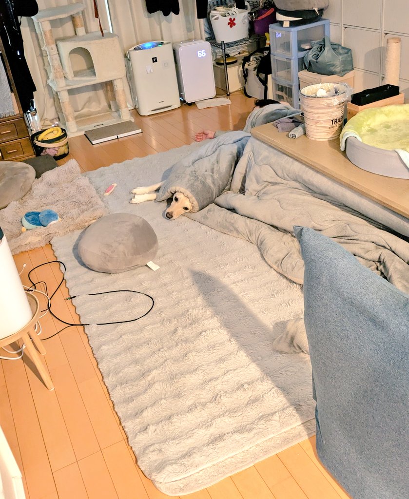 deeplearning777's tweet photo. ラブラドールと暮らす僕
おはようございます！

可愛すぎる…🩷

#ラブラドール https://t.co/pTPCyOjQCW