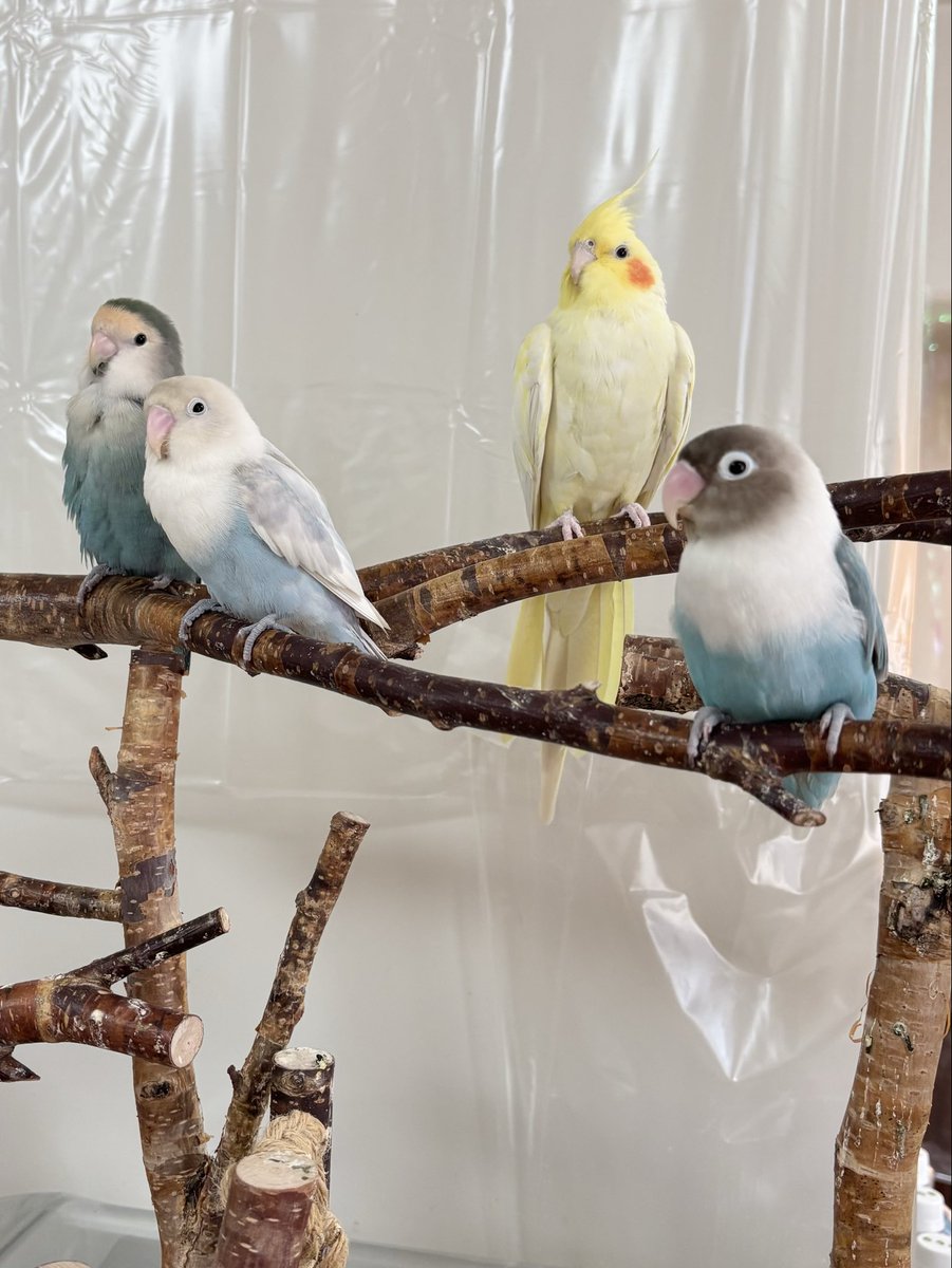 おはようございます☀三連休スタート‼️といっても、いつも通りのしろやぎ家のインコ’ずです。暖かくなるようでなによりです♪#オカメインコ #コザクラインコ #ボタンインコ