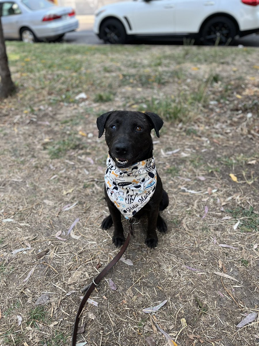 𝙷𝚎𝚕𝚊 𝙼𝚘𝚛𝚎 🐶 tweet media