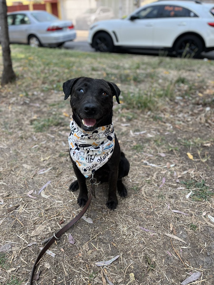 𝙷𝚎𝚕𝚊 𝙼𝚘𝚛𝚎 🐶 tweet media