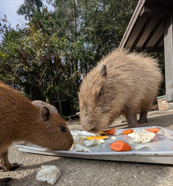バターちゃんの朝食タイム！

(2025.12.01長崎バイオパーク)