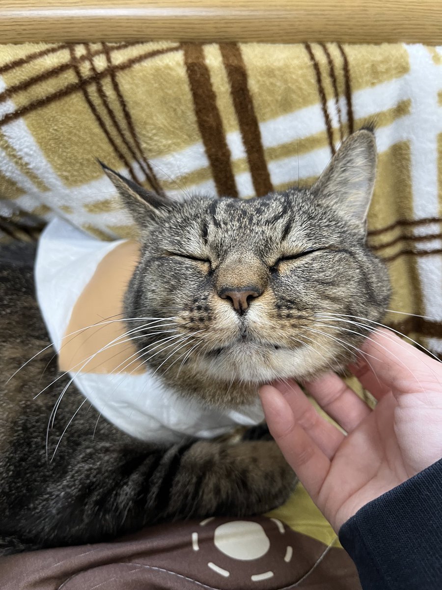 ねこじま まめたろう (@nekojima_22) / Posts / X