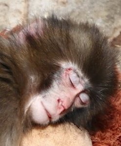 How is this OK Ichikawa Zoo, <a href="/ichikawa_zoo/">市川市動植物園（公式）</a>. You're heartless monsters. Punch has no mother to teach / protect him. You threw him in with many other 🐒🐒🐒. He was bleeding after he was attacked. No one cleaned his wounds. Next time the big 🐒 could kill him and you wouldn't care.