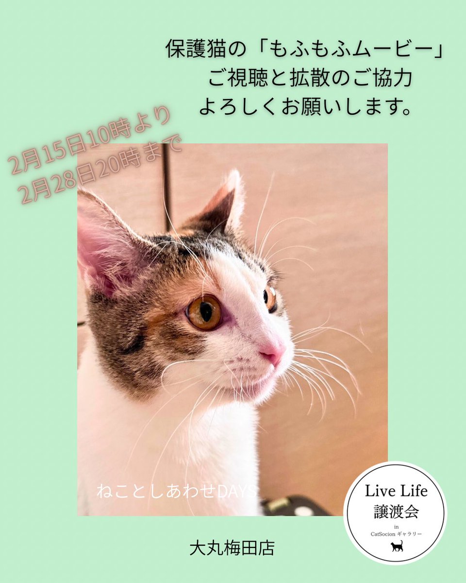 ねことしあわせDAYS」開催中です。28日20時まで。もふもふムービーに