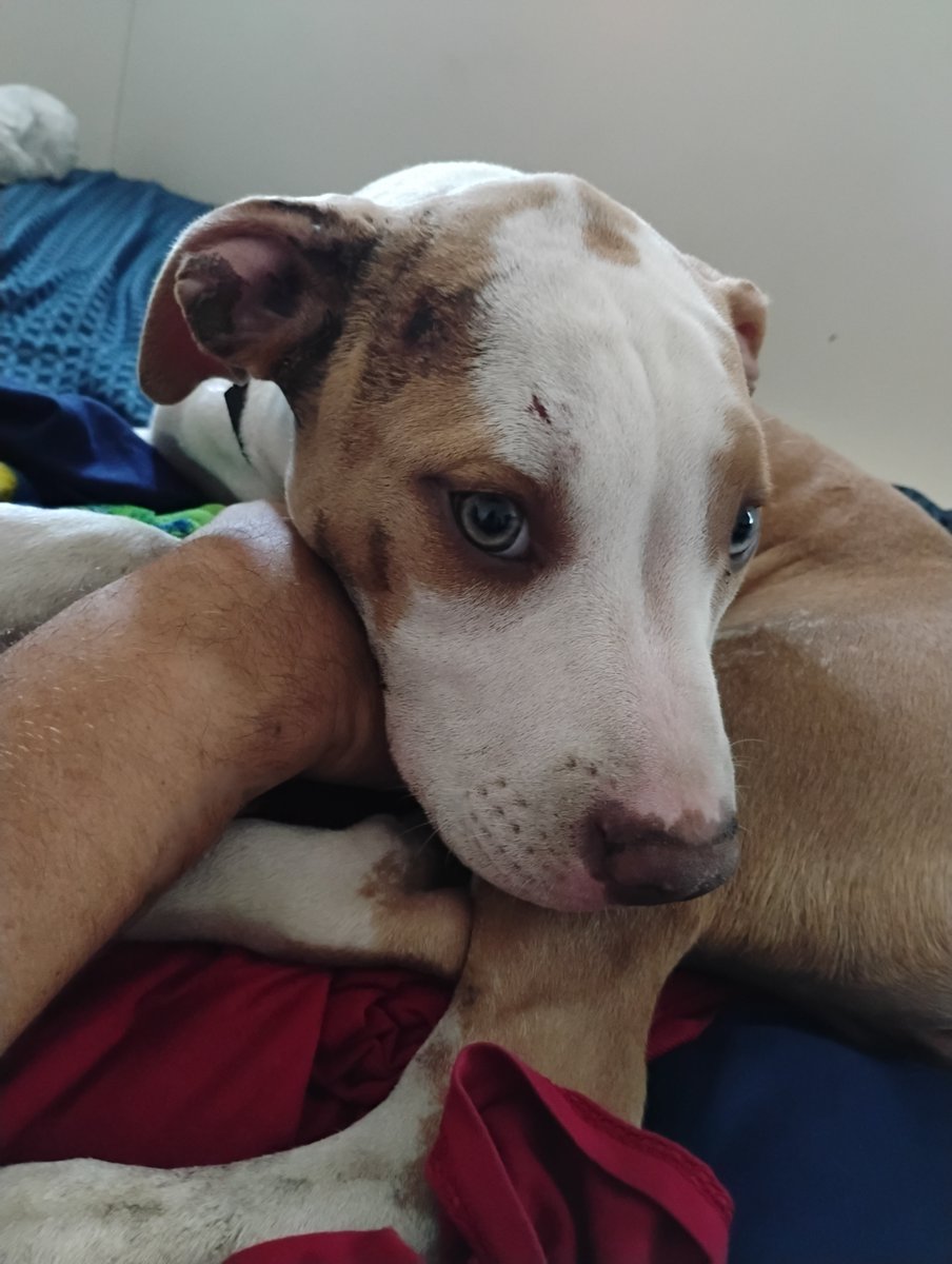 Feeding Pets of the Homeless® tweet media