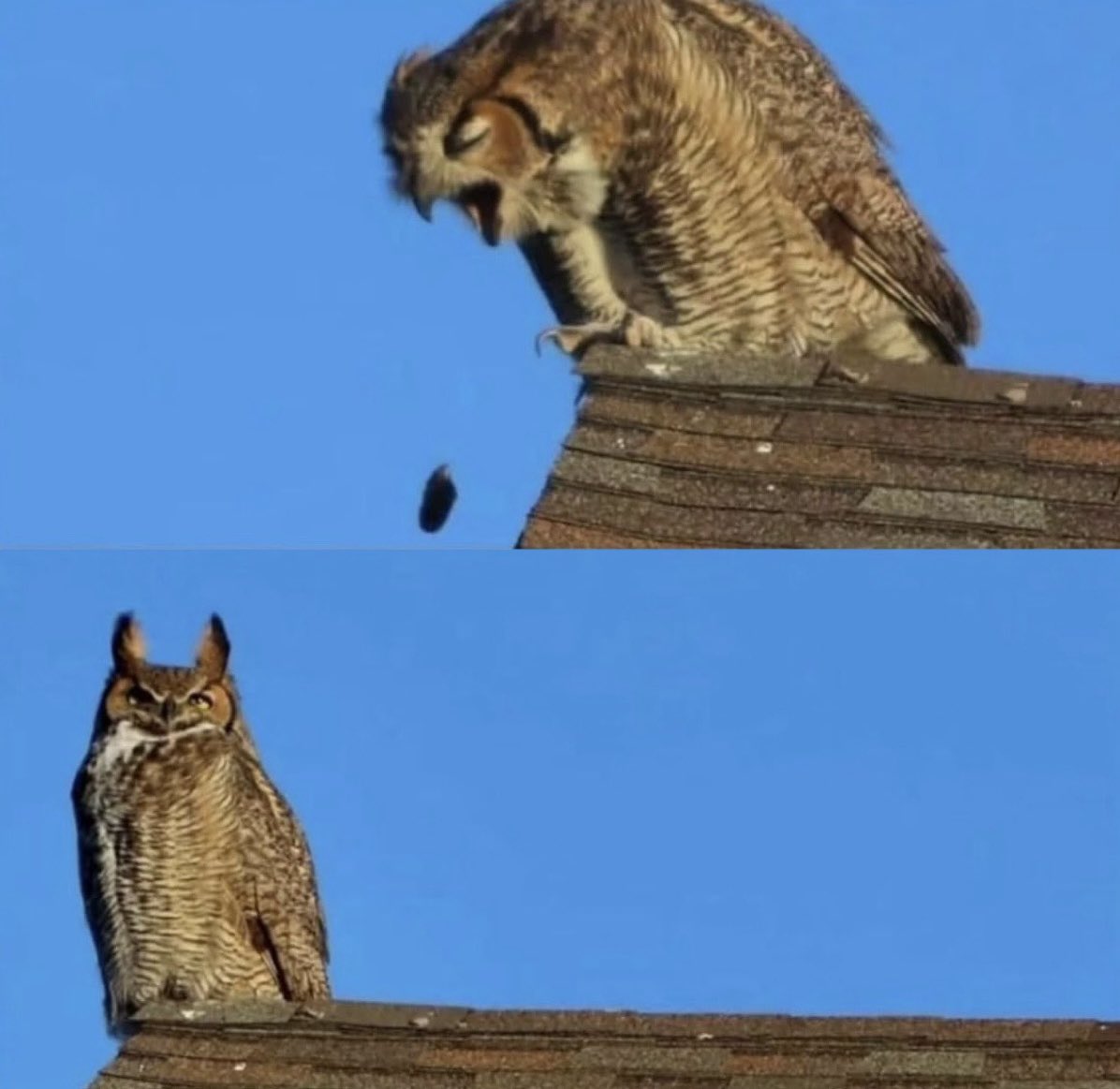 In 1996, two neighbors in England spent an entire year hooting at owls, not realizing they were actually hooting back and forth with each other…