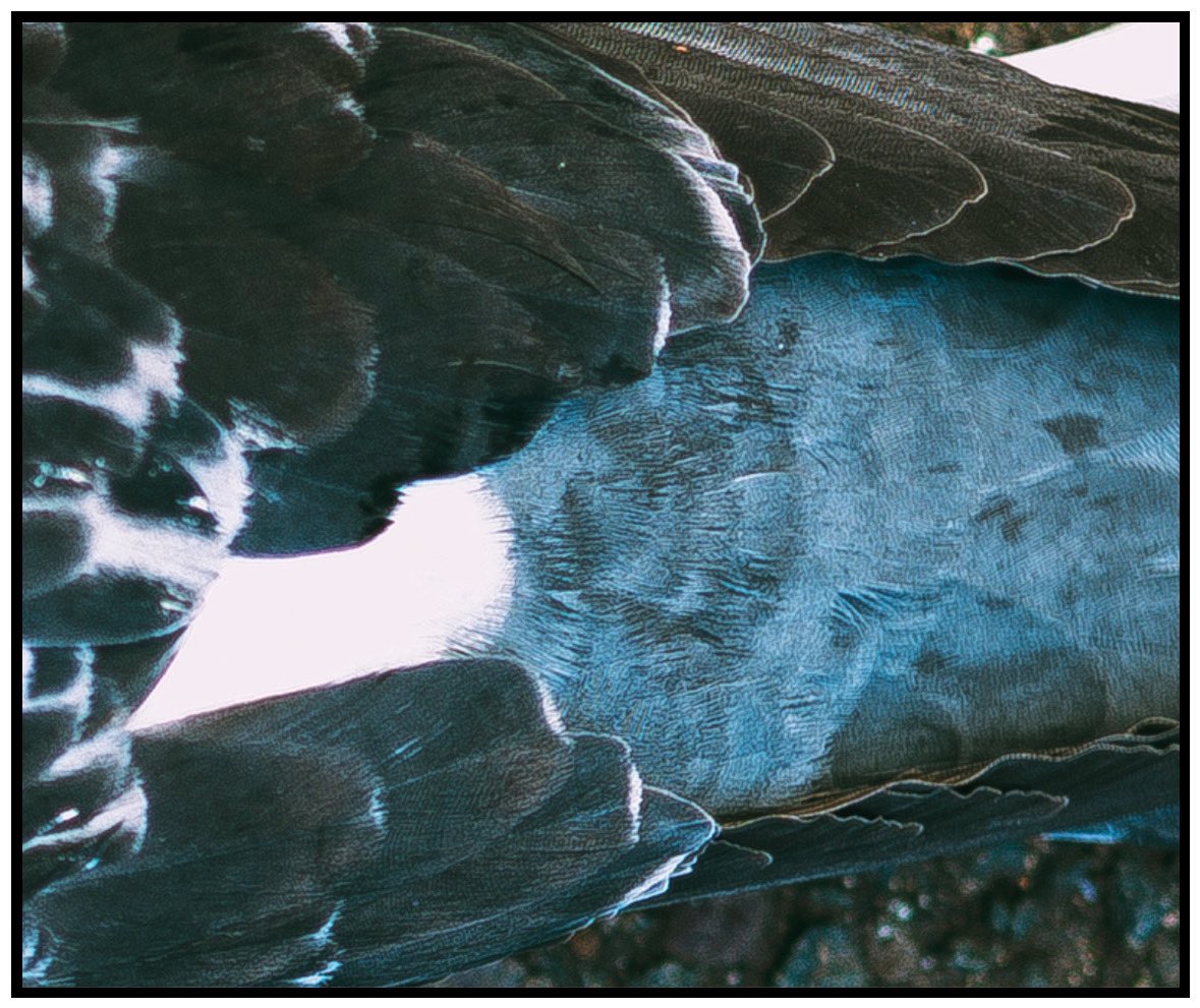 robotbackwards tweet media