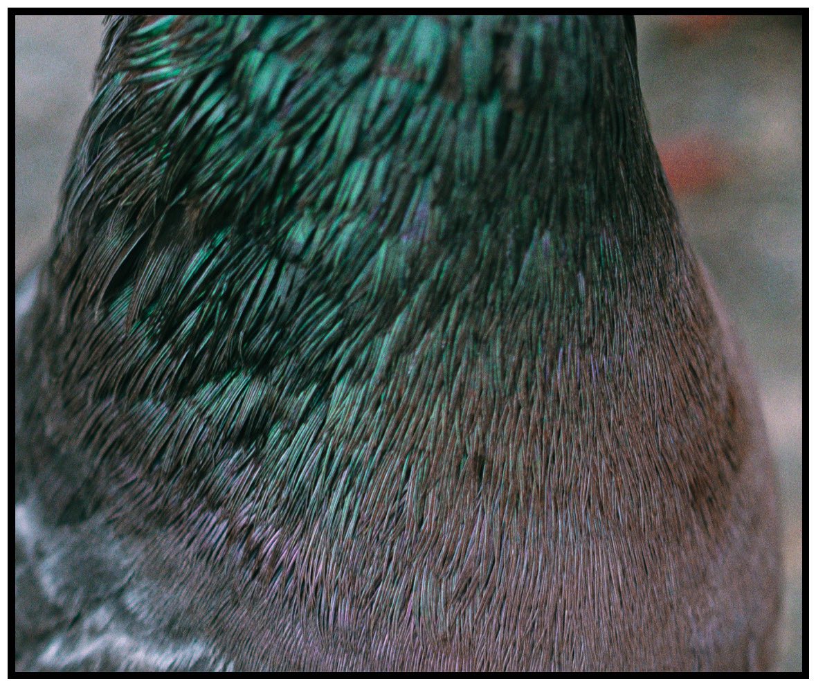 robotbackwards tweet media