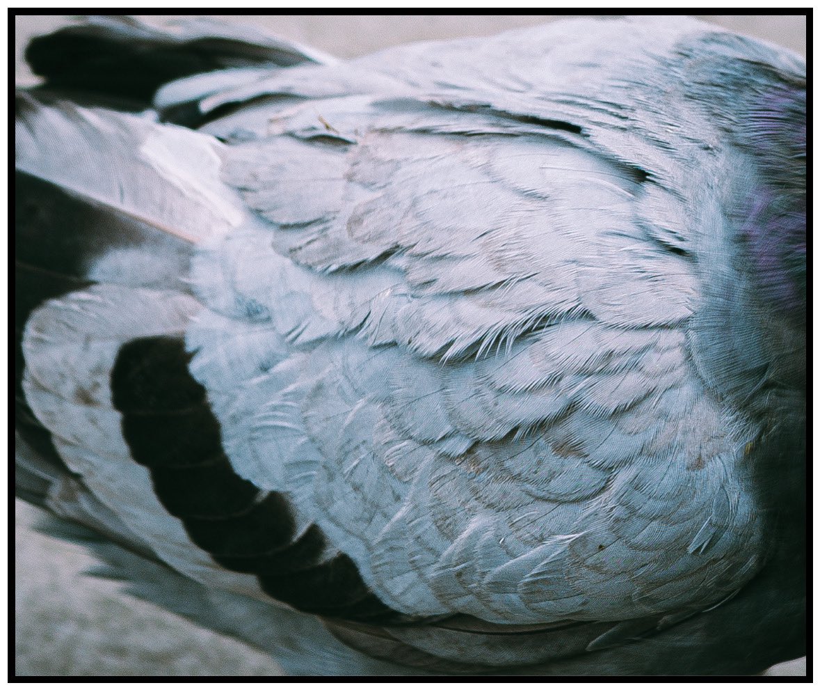 robotbackwards tweet media