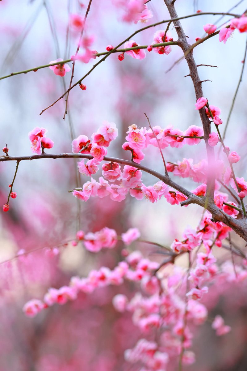 マルマル (@TGIMJcGPFppZZxP) / Posts / X