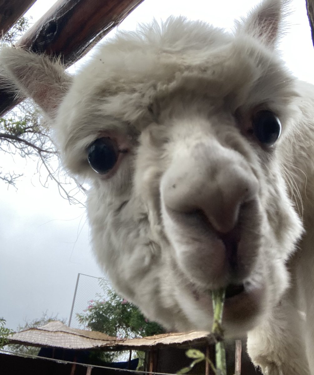 Hi, I'm back! I was in Peru! 🇵🇪