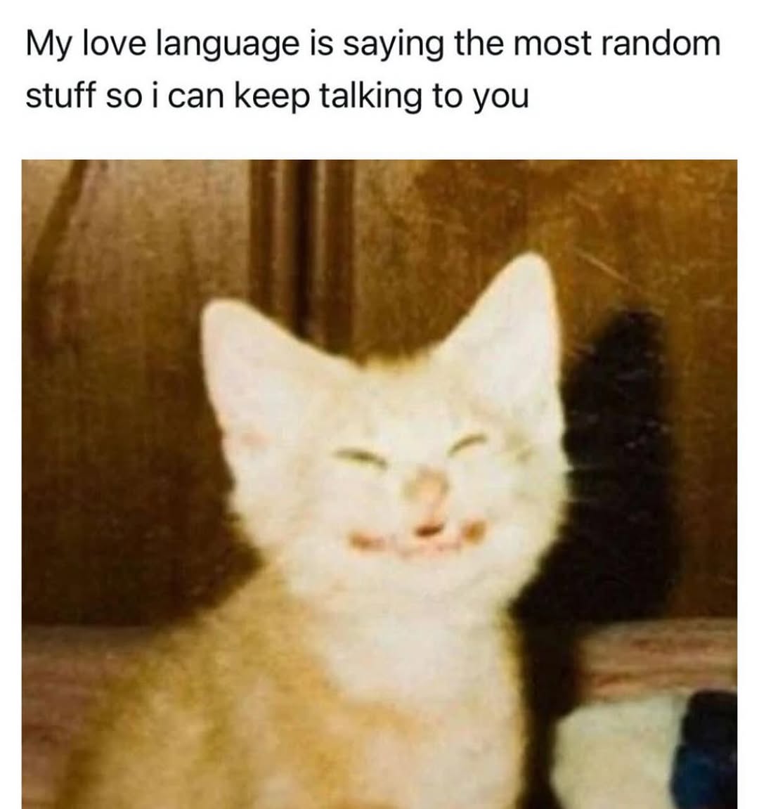 smol silly cat (@catsillyness) on Twitter photo 