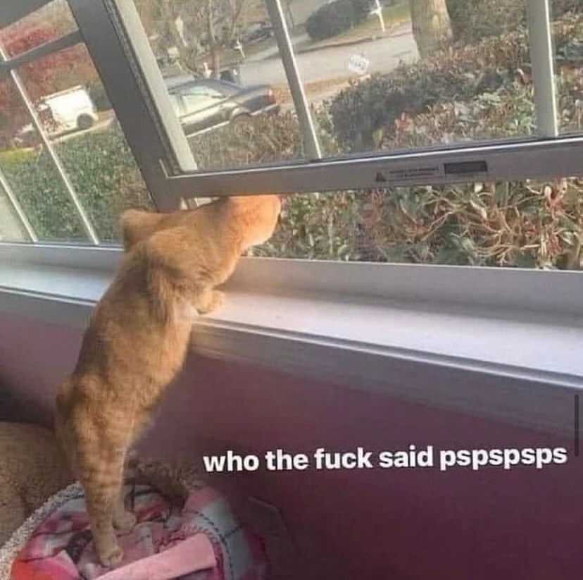 Catsillyness's tweet image. 