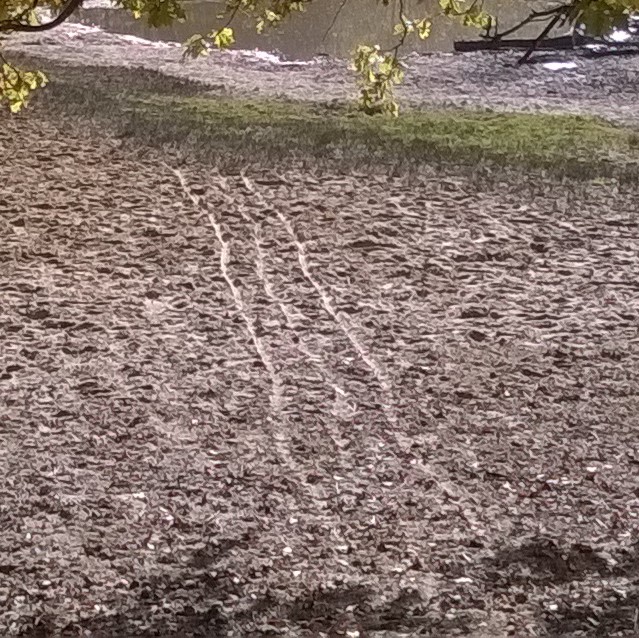 martiandiaries's tweet image. Are these Martian tripod tracks emerging from 'the pit' on Horsell Common, near Woking, Surrey? Did author HG Wells get his inspiration here whilst out walking when he lived nearby? 

#TheWarOfTheWorlds #alieninvasion