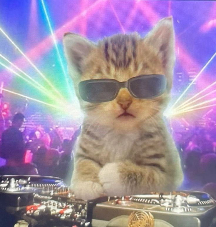 cmonbrah215's tweet image. RT @Catsillyness: