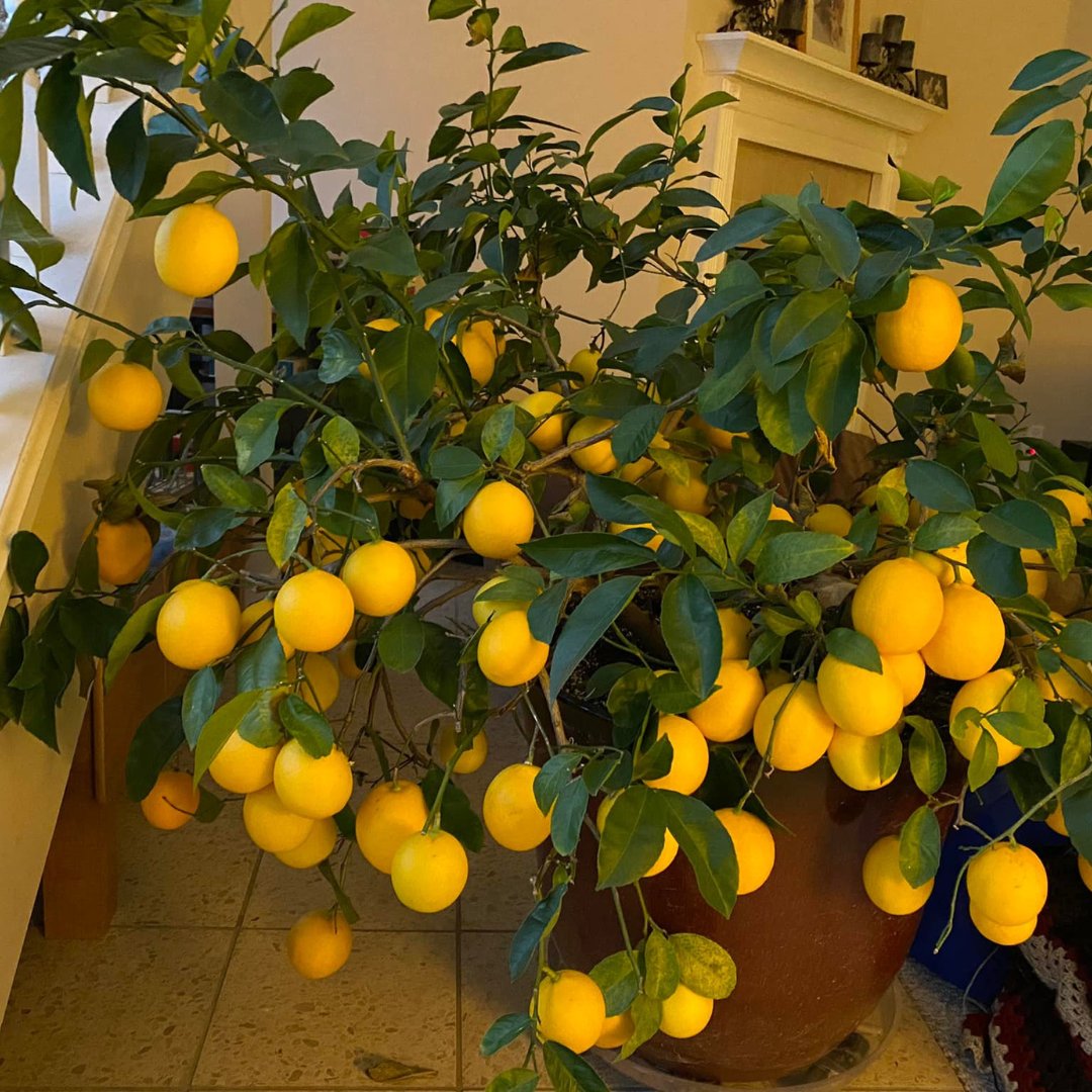 Stark Bro's tweet media