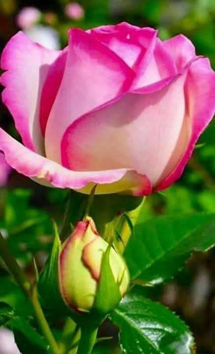 அத்தனை இருளையும் நீக்க 
ஒரு சிறு ஒளிக்கீற்று போதுமானதாக இருக்கிறது.....#இனியகாலைவணக்கம்..