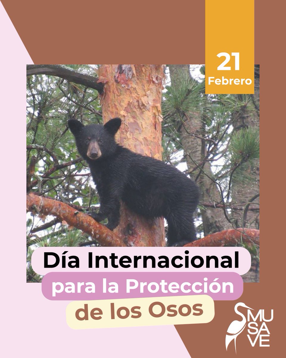 ¡Hoy es el Día Internacional para la Protección de los Osos!🐻✨

Este día fue iniciativa de diferentes organizaciones a nivel mundial como International Polar Bear y The Bornean Sun Bear, las cuales trabajan para garantizar la conservación de las 8 especies de osos del mundo.