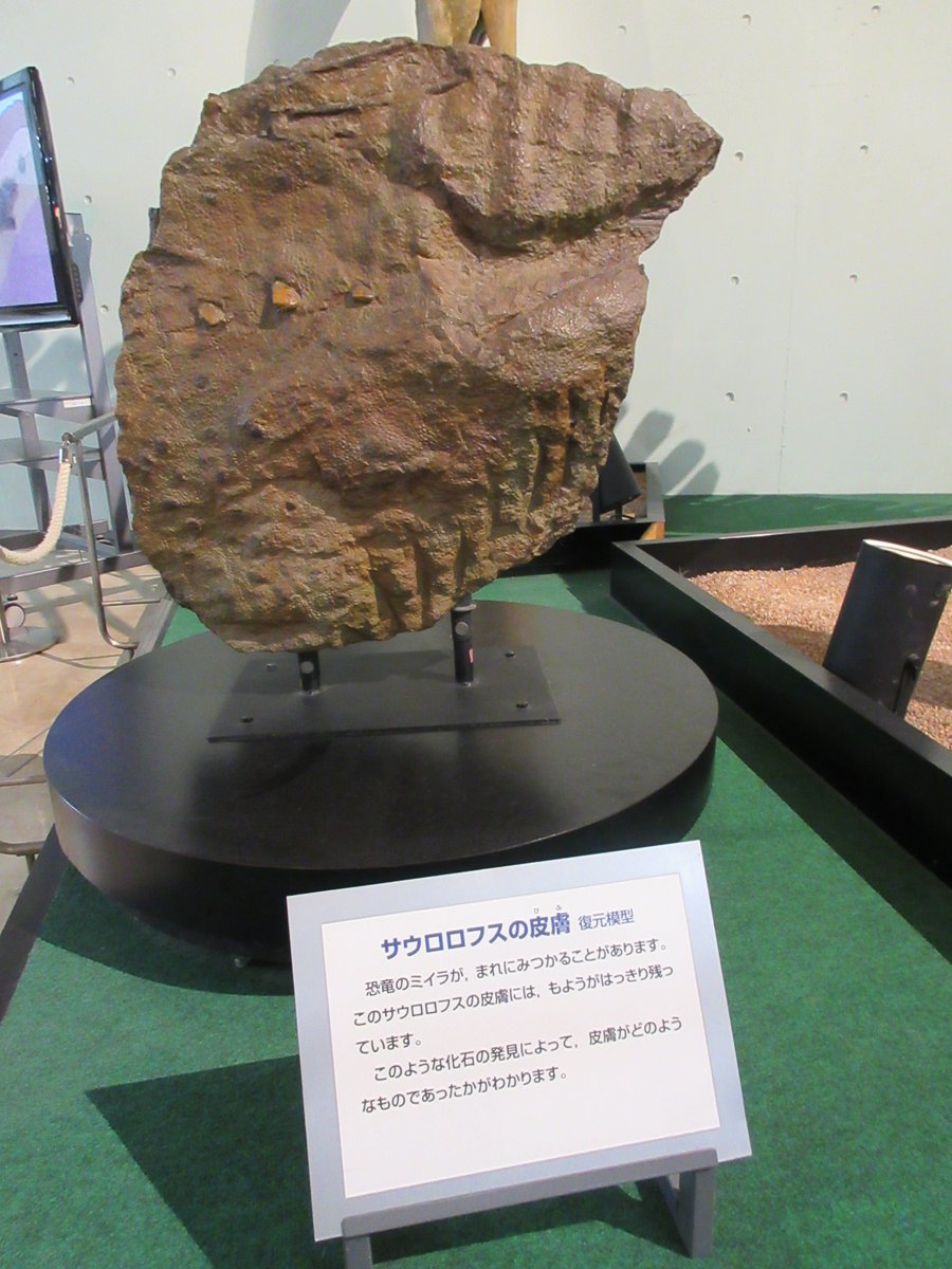 モンゴルのネメグト盆地で見つかった恐竜のミイラ化石のレプリカです