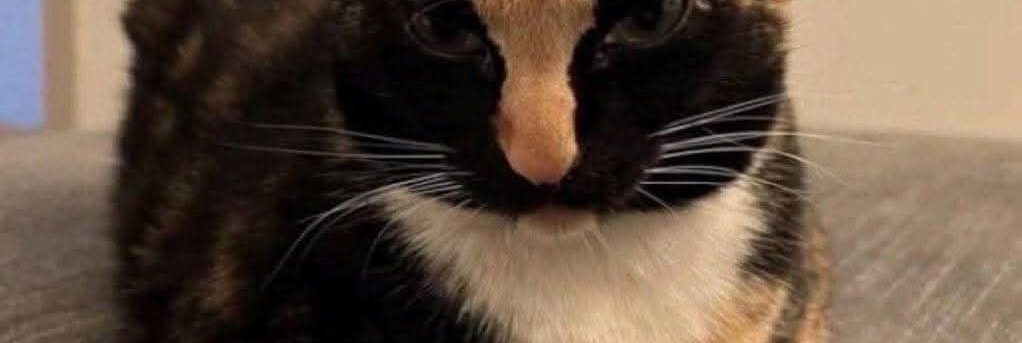4vmrv's tweet photo. Tiny Cat, Big Attitude