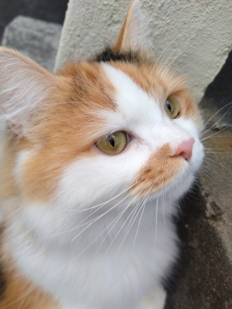 ネコ好きおじさん (@nekomito0729) / Posts / X