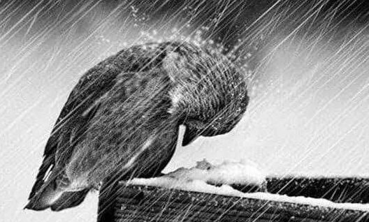 Geçmedim bildiğim bir benden,
Yarım yamalak öğrenebilmiştim,
Yansıyan gölgelerine uzanıp aylarca.
Sonrası isyansız cüretimi sevmiştim.
Aman içim aman; geçme vakitsiz
Sur daha dünyada üflenmeden
Sığma bir can,tek bir ah içresine.