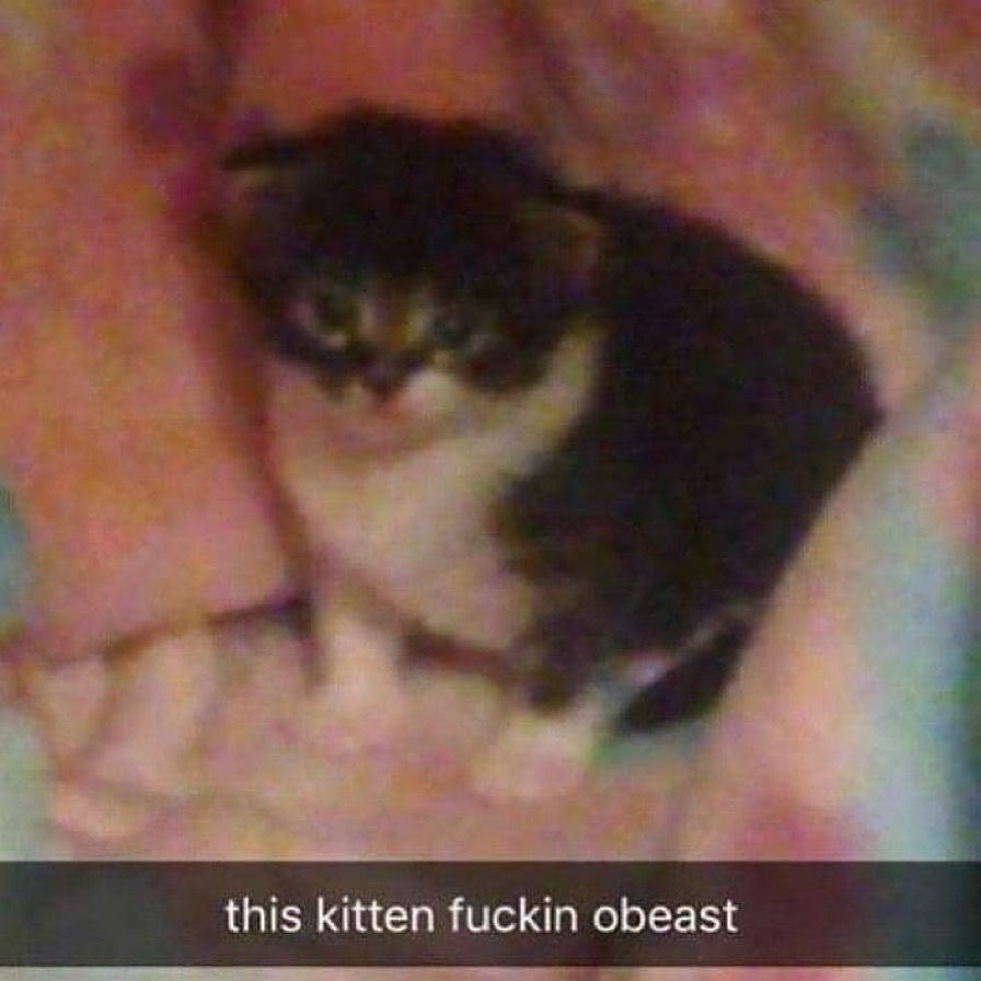 Catsillyness's tweet photo. obeast https://t.co/qh3VqnghgS