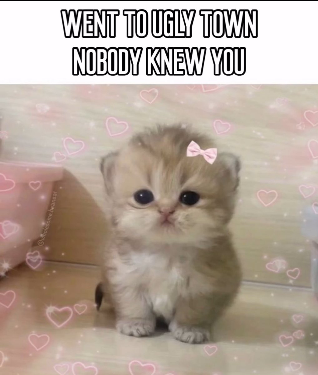 smol silly cat tweet media