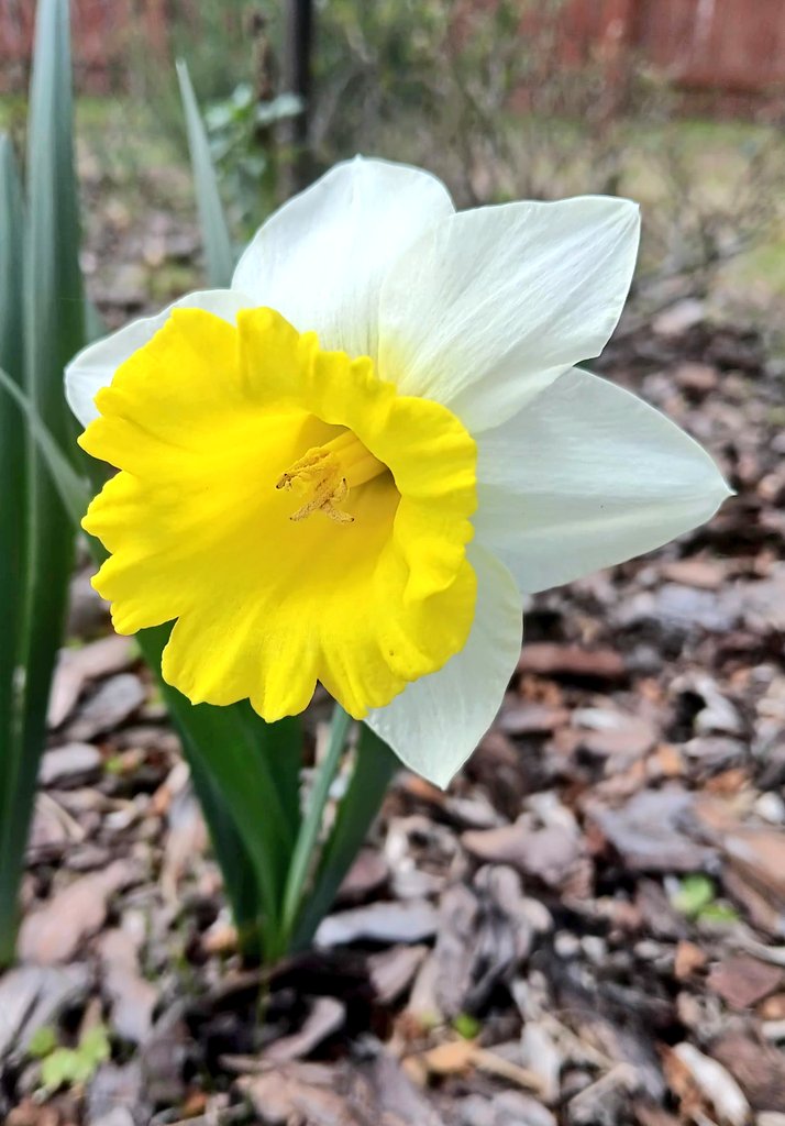 Happy #FlowersOnFriday 
Daffodils are going strong