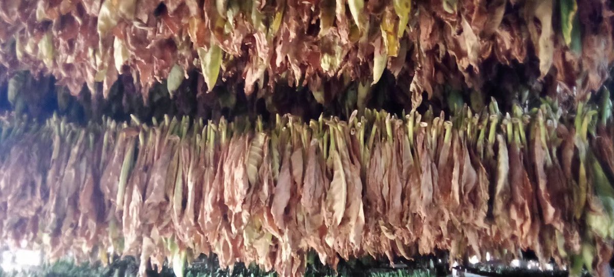 YamileRamosCord's tweet photo. #Viñales se distingue por sus hermosos valles y también por la calidad del tabaco.  #UnidosXCuba #PinardelRío https://t.co/72eS0Rg4Y7