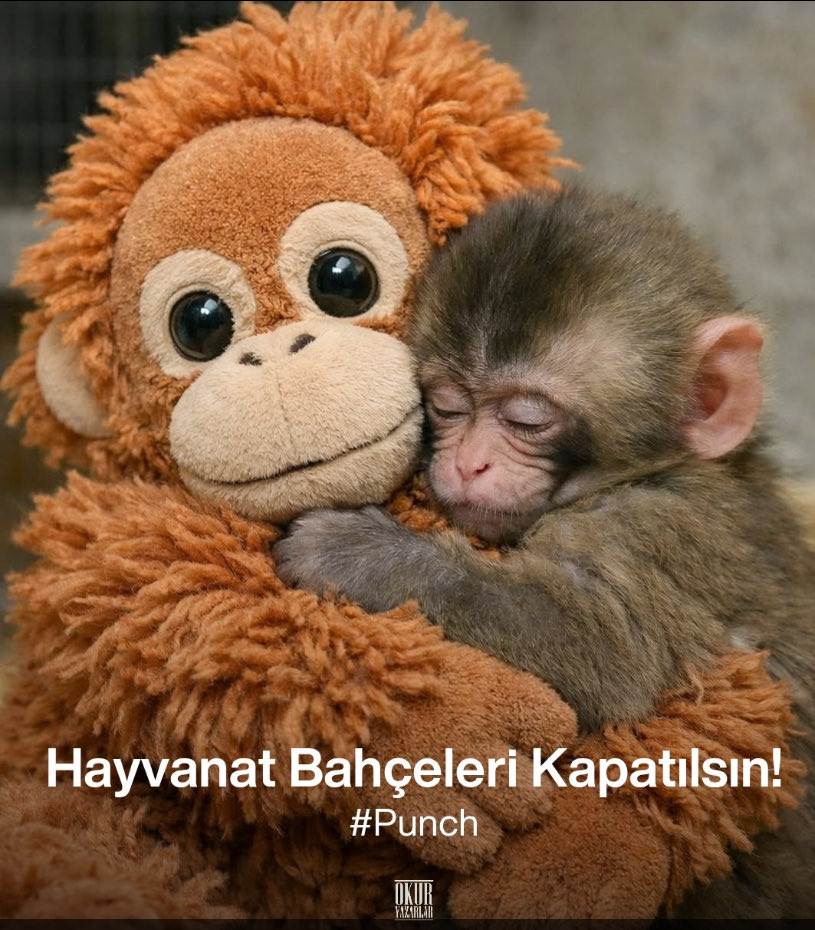 Hayvanat bahçeleri kapatılsın.
#SavePunch