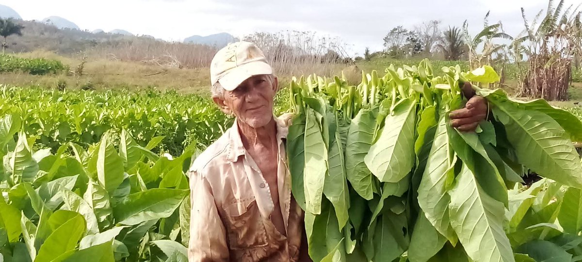 YamileRamosCord's tweet photo. #Viñales se distingue por sus hermosos valles y también por la calidad del tabaco.  #UnidosXCuba #PinardelRío https://t.co/72eS0Rg4Y7