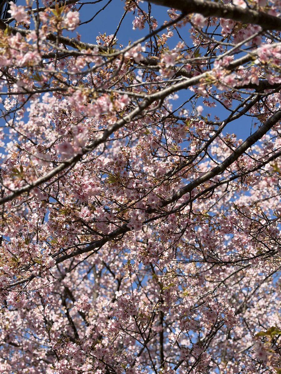 しゃーくれ@35周年車RF tweet media