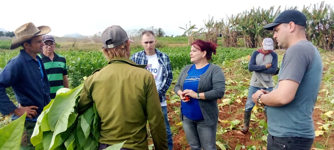 #Viñales se distingue por sus hermosos valles y también por la calidad del tabaco.  #UnidosXCuba #PinardelRío