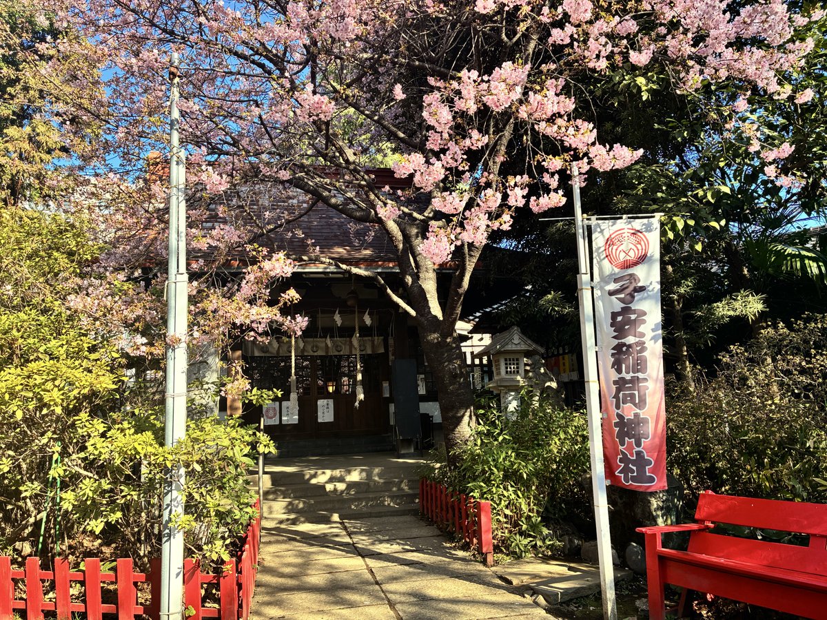 koyasuinari's tweet photo. 境内の河津桜が大分咲いて参りました。

#子安稲荷神社
#桜
#河津桜 https://t.co/bpmVl3pegA