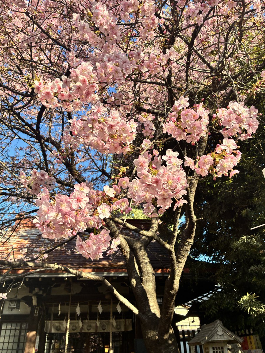 koyasuinari's tweet photo. 境内の河津桜が大分咲いて参りました。

#子安稲荷神社
#桜
#河津桜 https://t.co/bpmVl3pegA