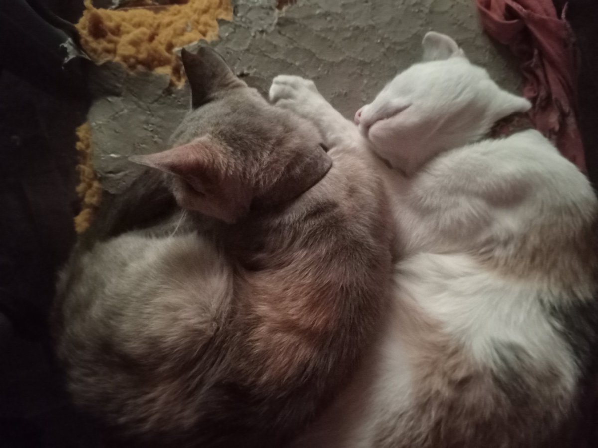 serrano_yoa's tweet photo. Feliz #Díainternacionaldelgato 
Mishu y Lucky https://t.co/d6mvFYaXGz