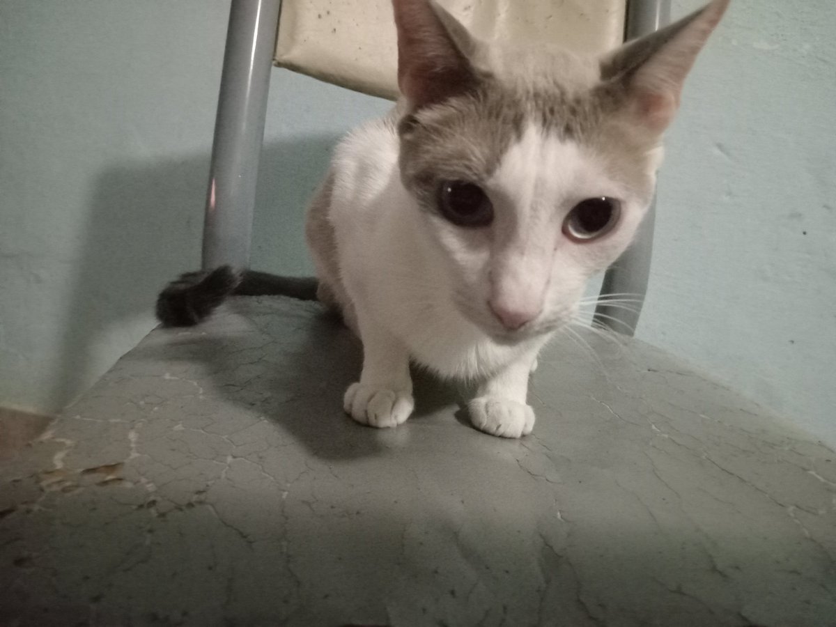 serrano_yoa's tweet photo. Feliz #Díainternacionaldelgato 
Mishu y Lucky https://t.co/d6mvFYaXGz
