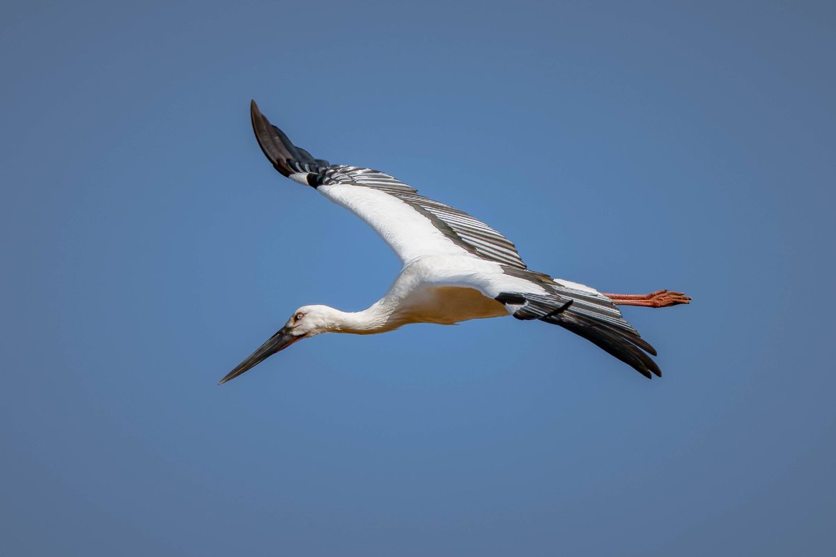 おはコウノトリ🐦 ライファーでした😇 NIKON Z 8 NIKKOR Z 180-600mm f