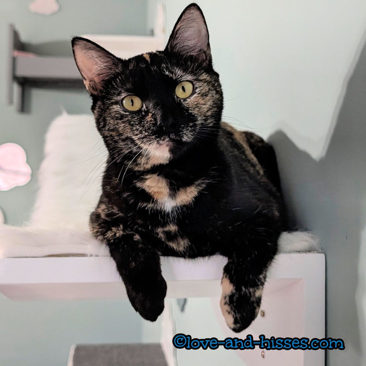 Robyn Anderson tweet media